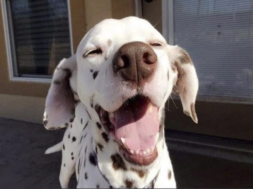 Dalmatian Rescue of North Texas